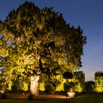 How to beautifully illuminate trees and plants in your garden