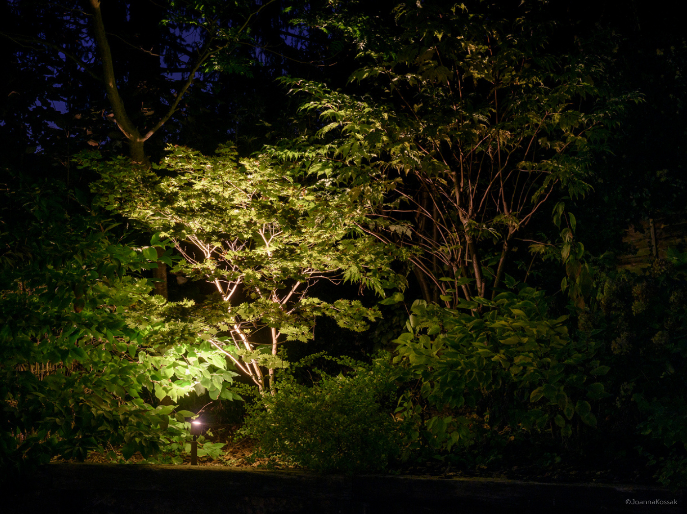 How to beautifully illuminate trees and plants in your garden