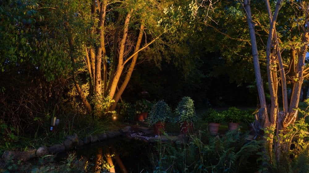 Dense forest with trees and undergrowth at night.