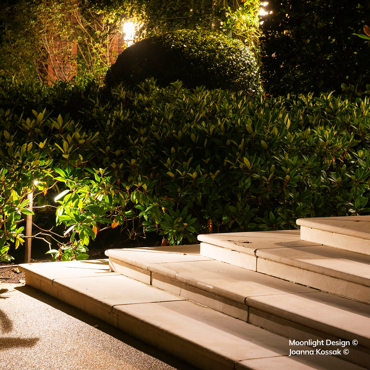 Hunza Border Light illuminating evergreen shrubs beside stone steps at night, Moonlight Design garden lighting project