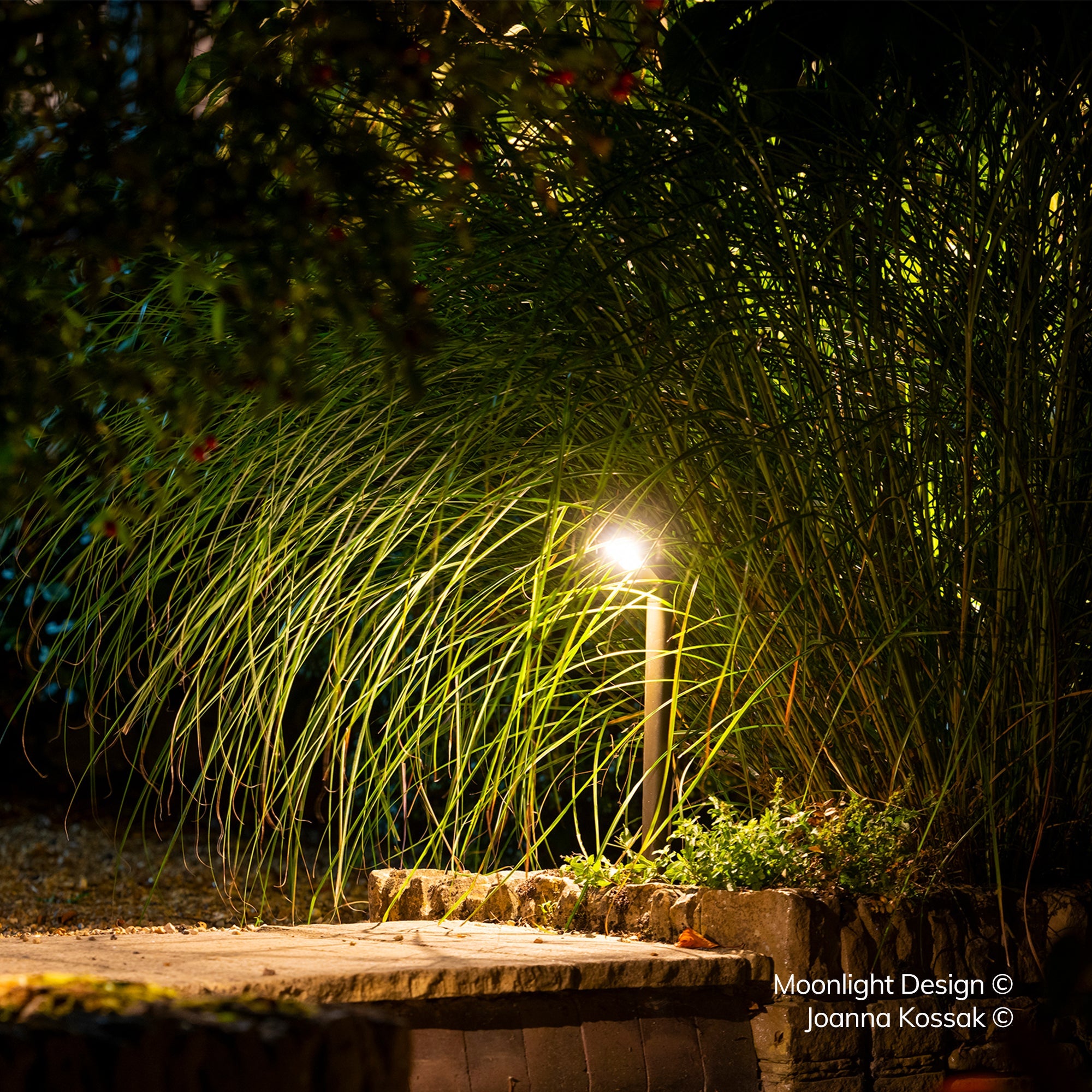 Close up of a Hunza Border Light glowing among tall ornamental grasses at night, Moonlight Design installation
