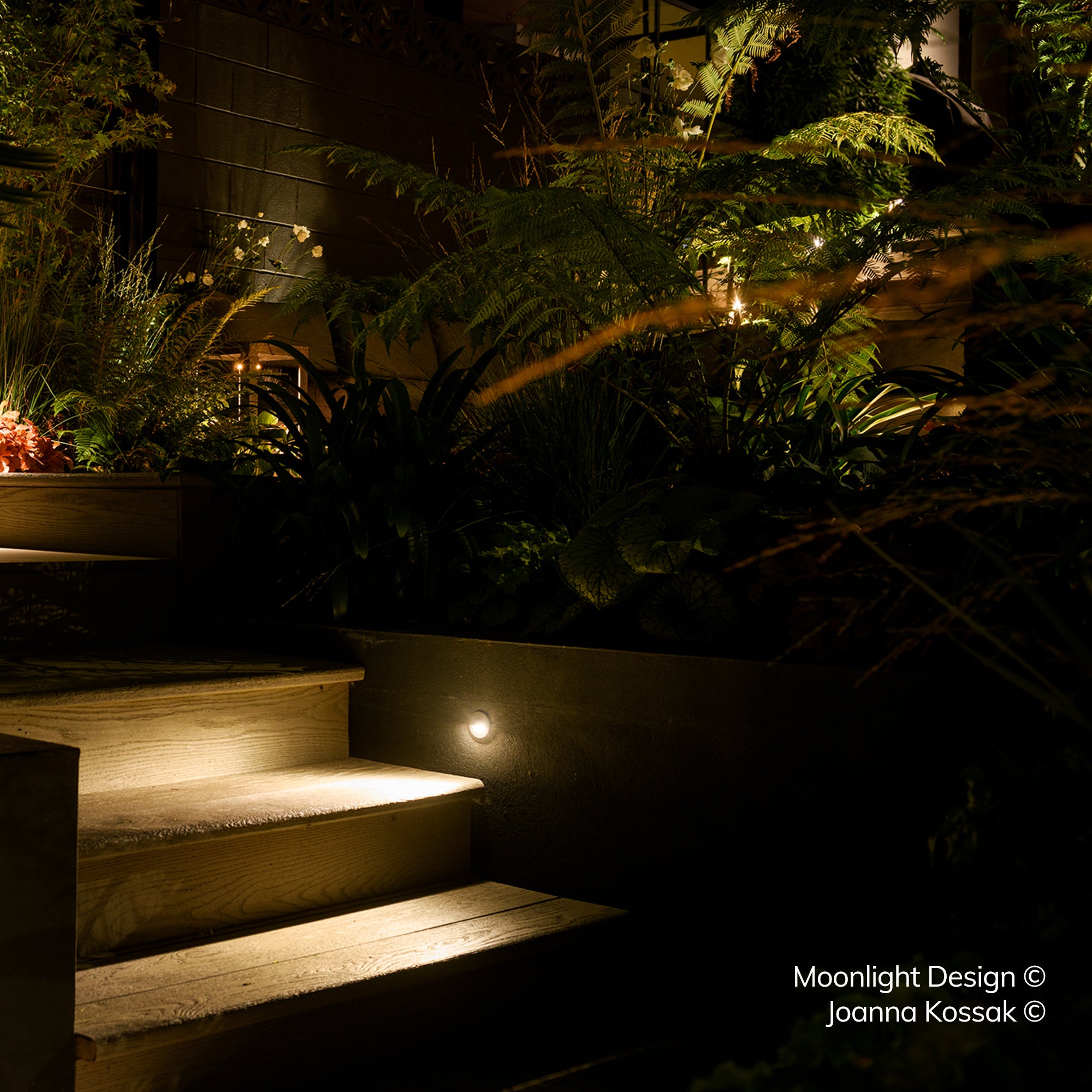 A Hunza Euro eyelid light recessed into a raised rendered planter wall beside a stone step landing, surrounded by ferns and planting at night. A Moonlight Design installation, not stock imagery.