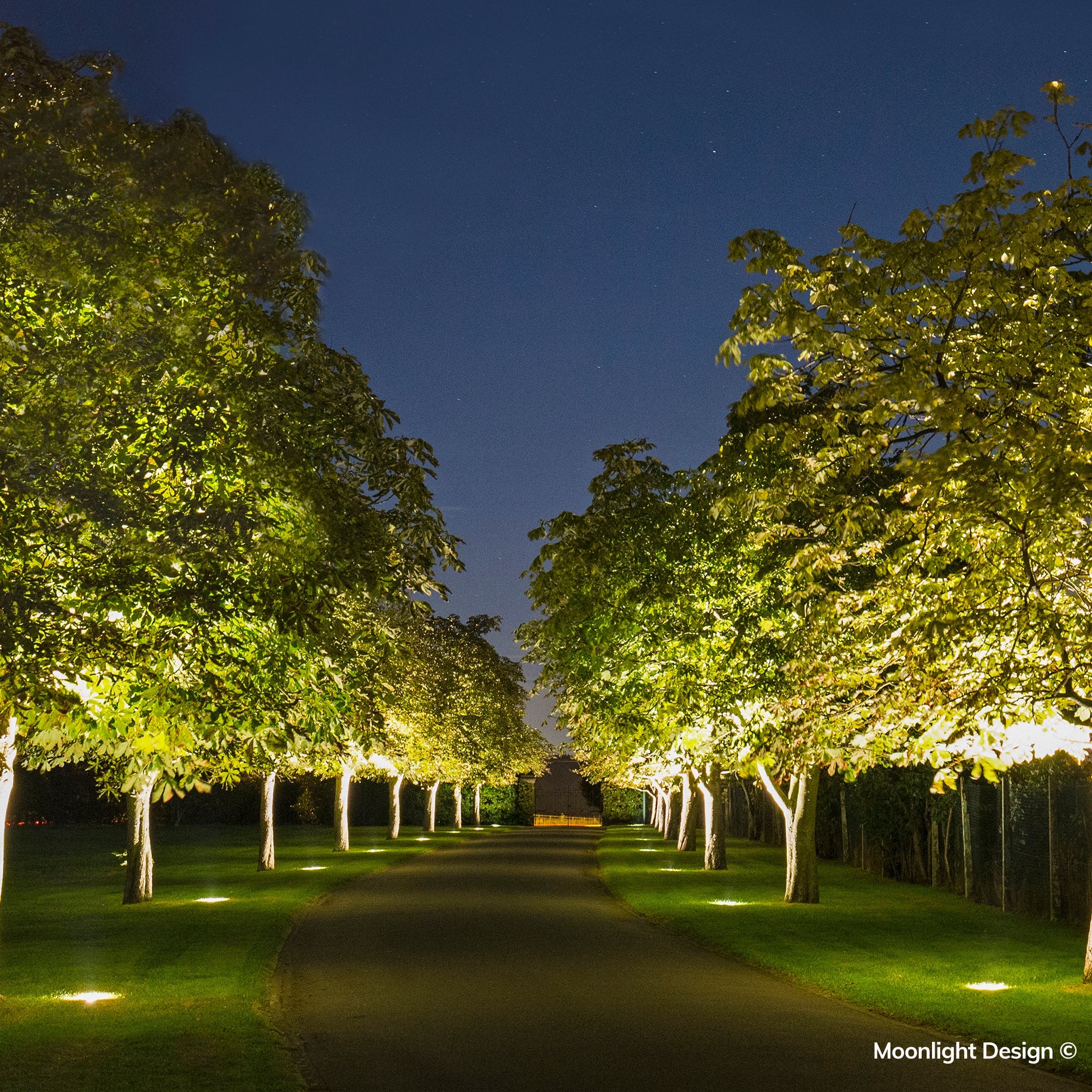 Row of Hunza driveway lights uplighting an avenue of trees beside a gravel drive at night, Moonlight Design garden lighting project