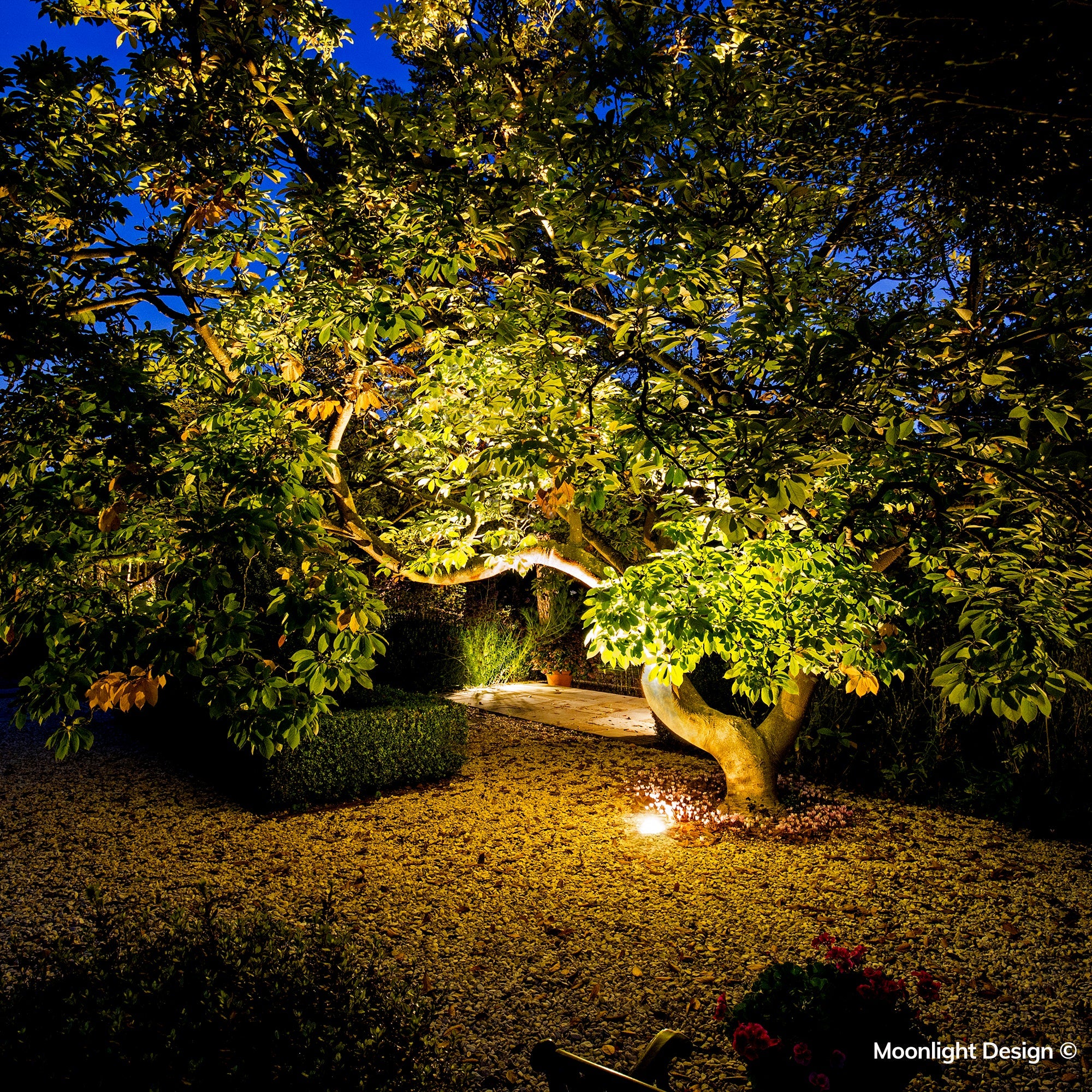 Hunza driveway light uplighting a magnolia tree at night, Moonlight Design garden lighting project