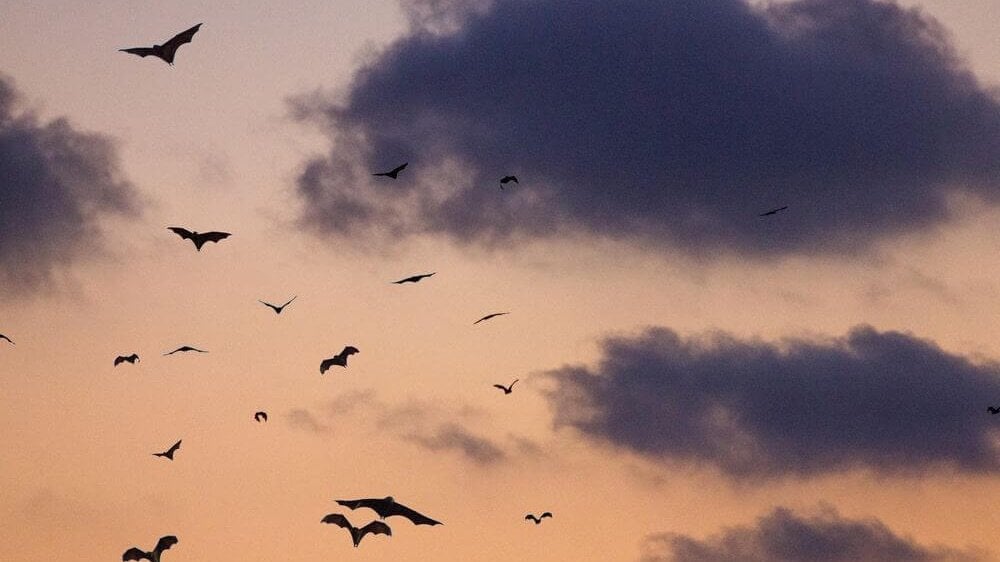 Birds flying in the sky against a backdrop of clouds at sunset.