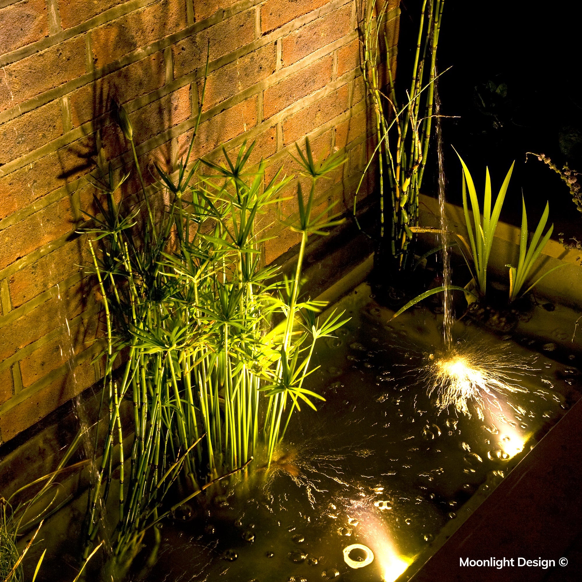 Hunza pond lights illuminate the aquatic plants and water movement, creating warm reflections and soft shadows against the brick wall. A completed Moonlight Design pond lighting project.