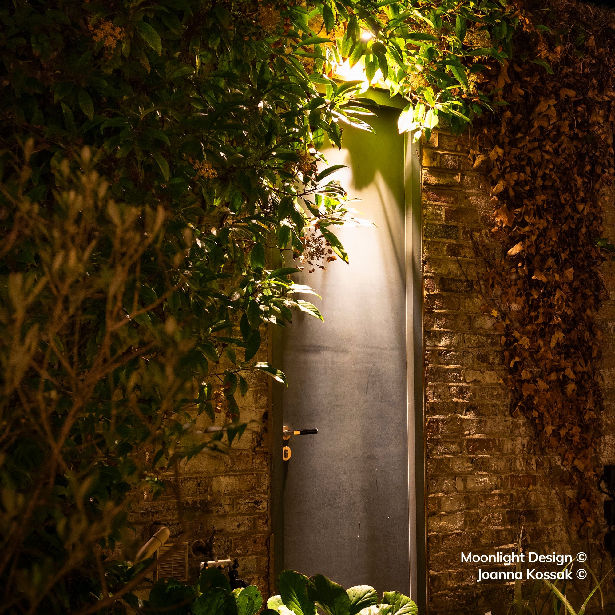 Moonlight Design lifestyle photograph of a Hunza wall spot lighting a narrow garden doorway through climbing foliage, framed by a brick wall at dusk.